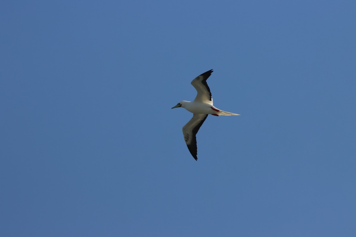 Red-footed Booby - ML646384739