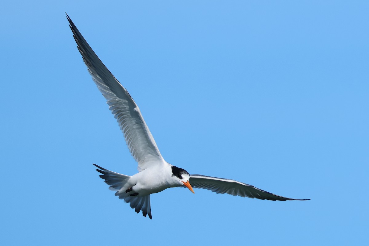 Elegant Tern - ML646384742