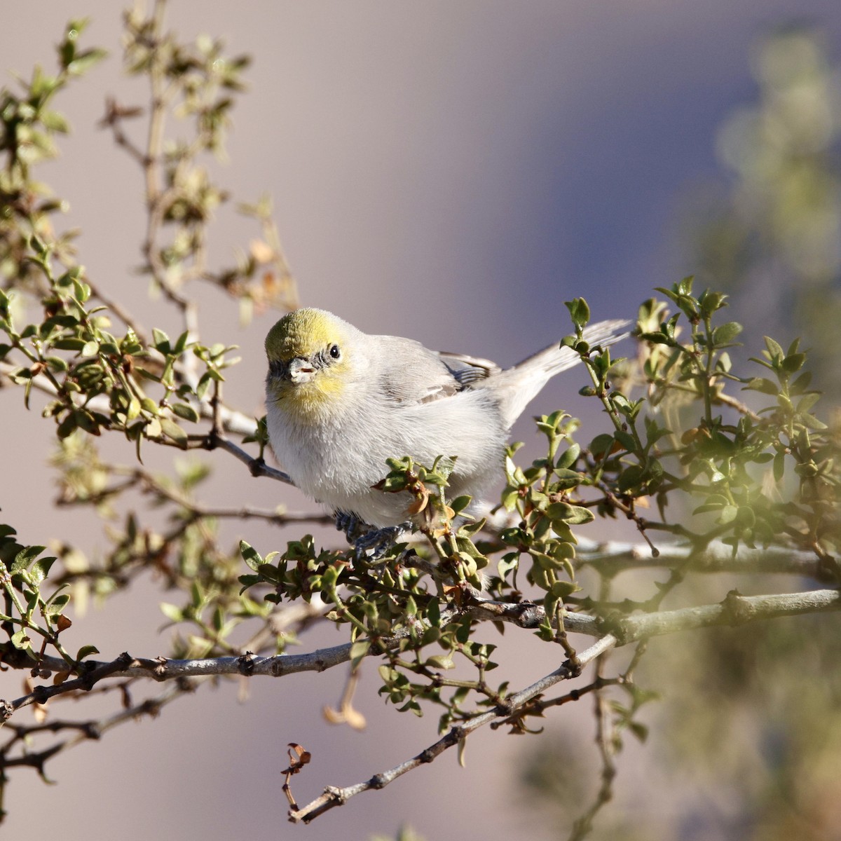 Verdin - ML646384743