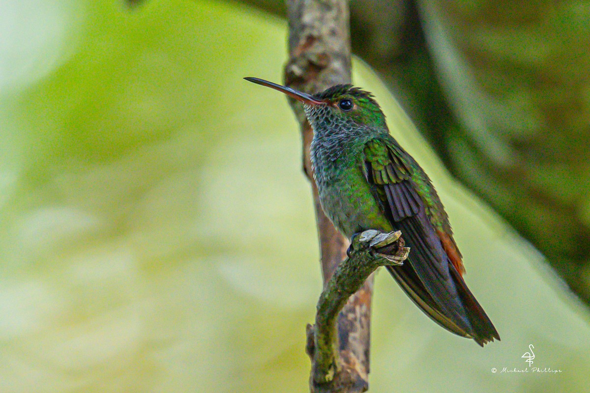 Rufous-tailed Hummingbird - ML646384744