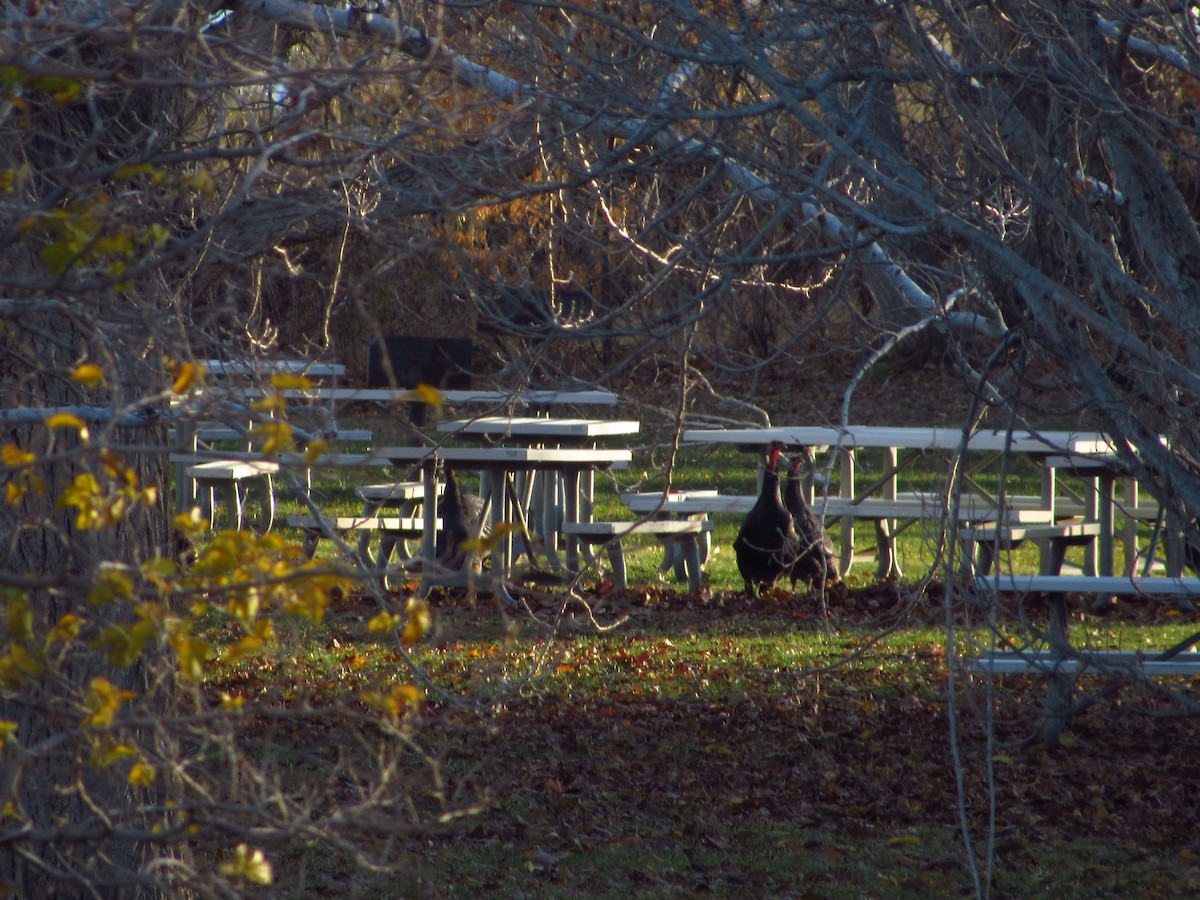 Wild Turkey - ML646384750