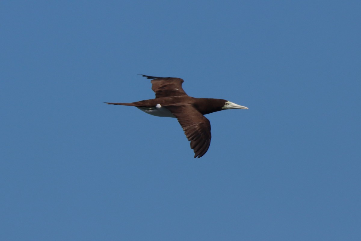 Brown Booby - ML646384752
