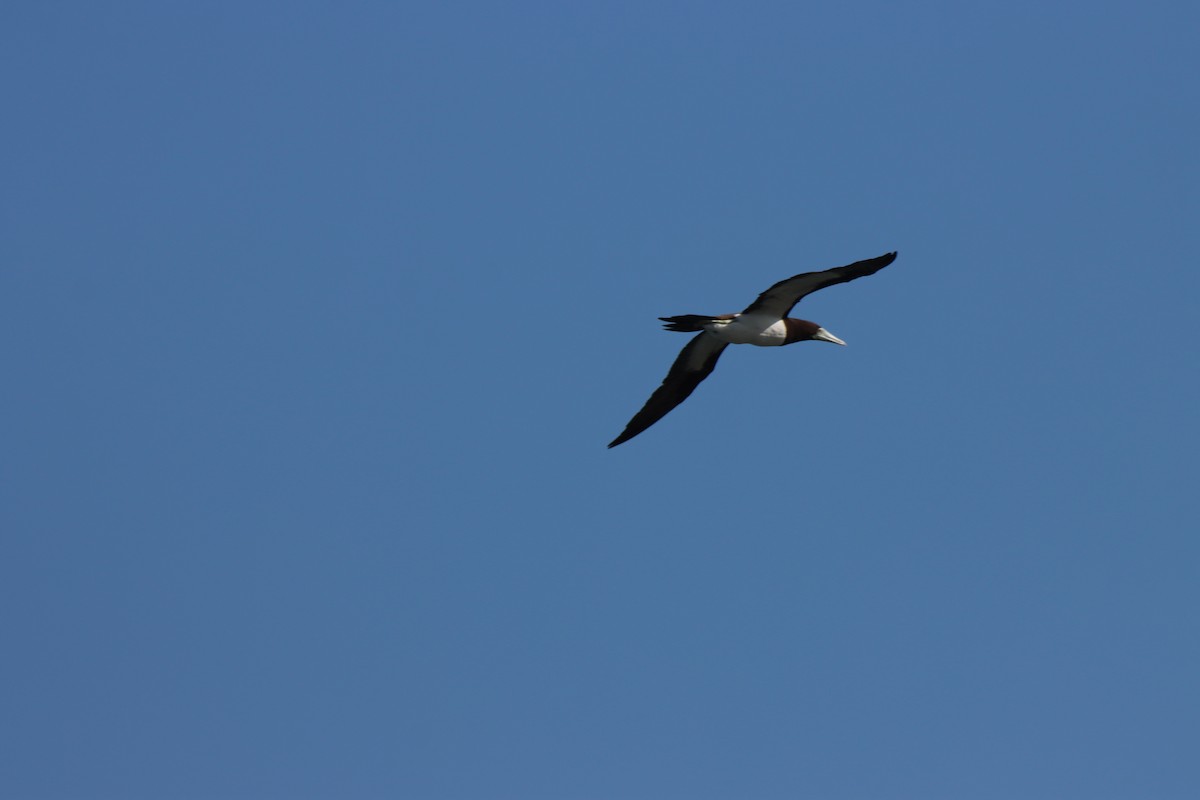 Brown Booby - ML646384753