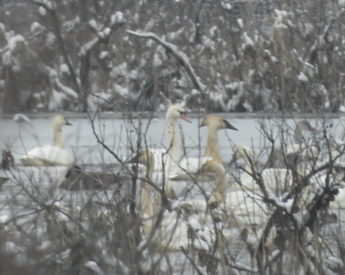 Mute Swan - ML646384756
