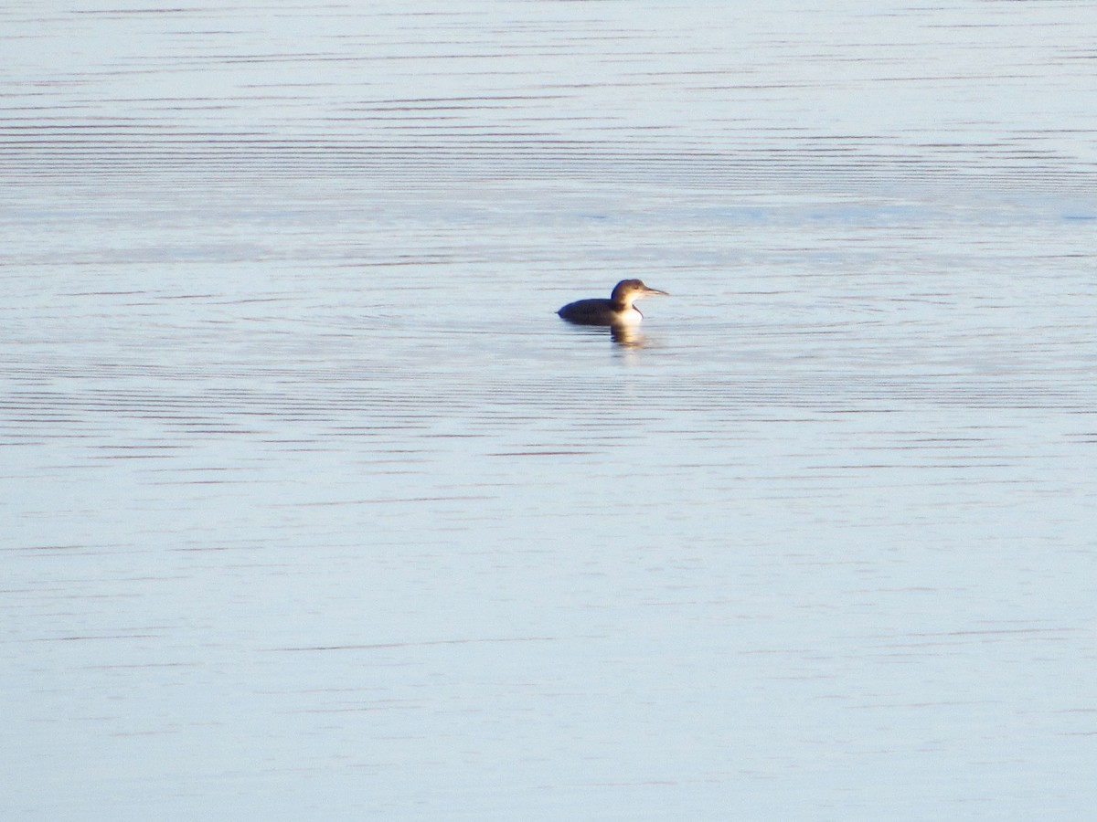 Buz Dalgıcı - ML646384757