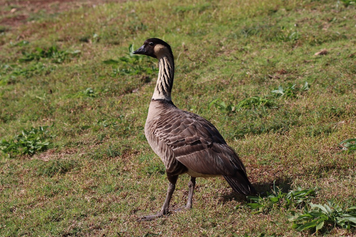 Hawaiian Goose - ML646384758