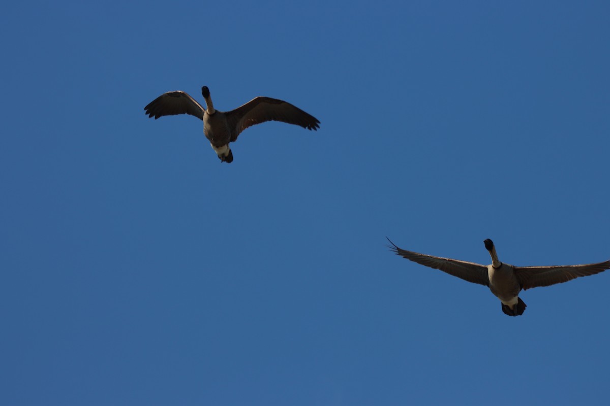 Hawaiian Goose - ML646384759