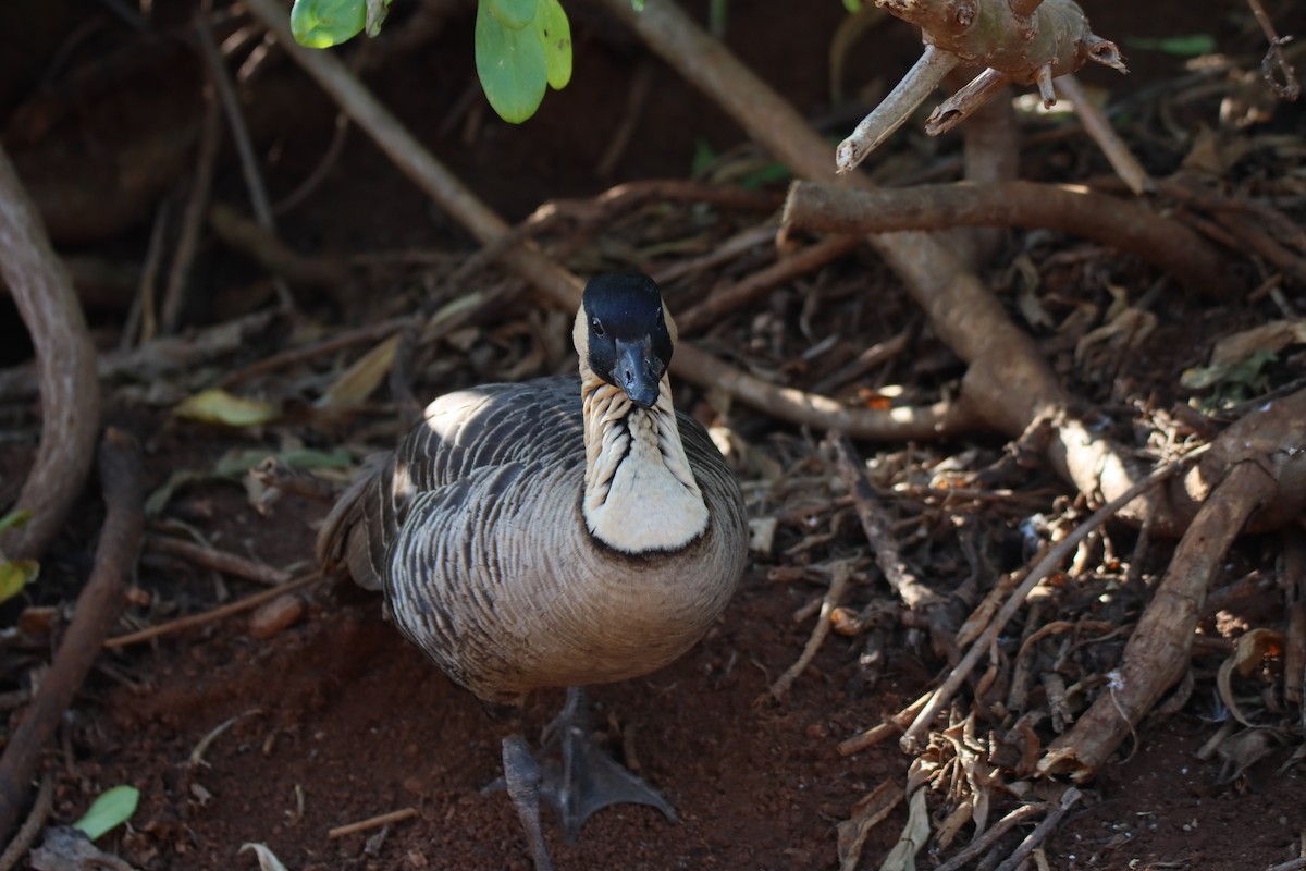 Hawaiian Goose - ML646384760
