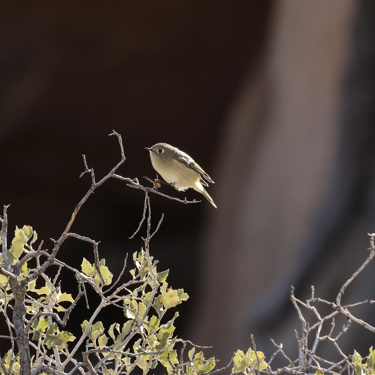 Ruby-crowned Kinglet - ML646384761