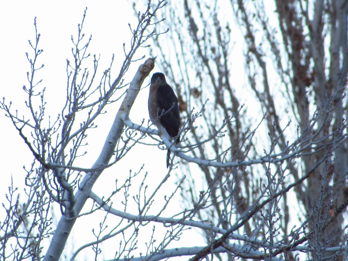 クーパーハイタカ - ML646384762