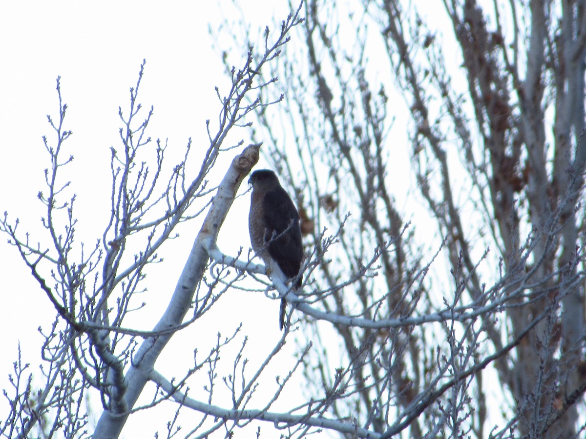 Яструб чорноголовий - ML646384763