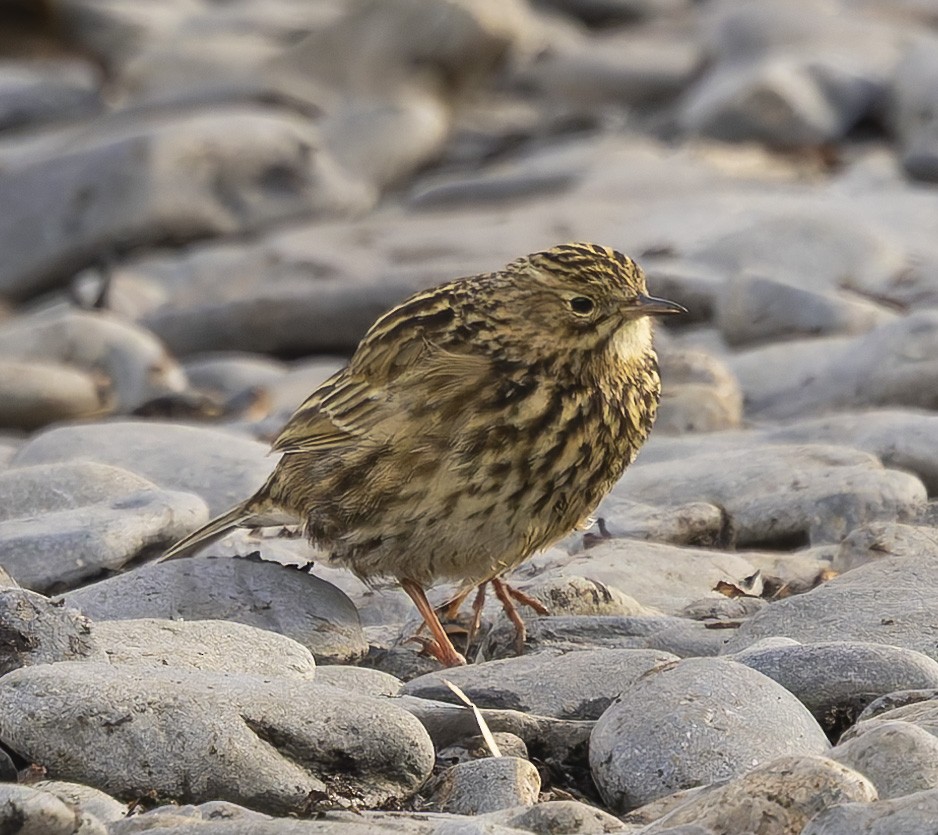 Щеврик антарктичний - ML646384766