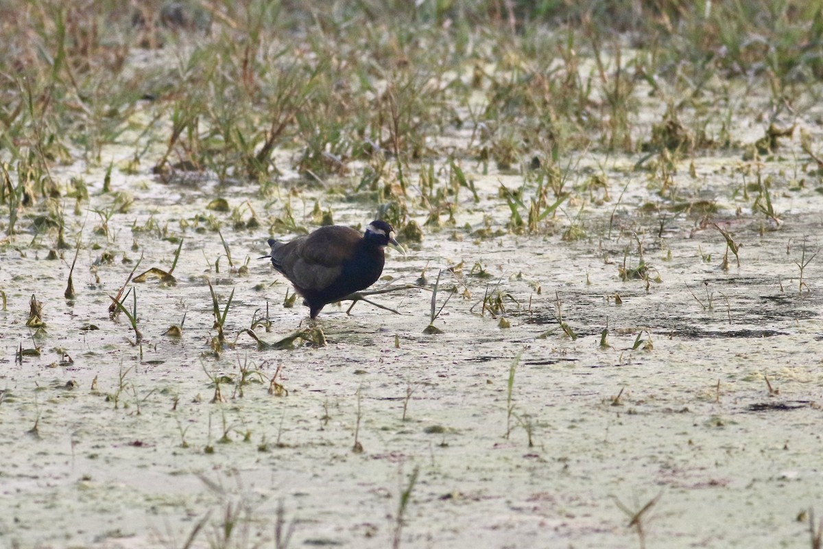 Bronze-winged Jacana - ML646384768