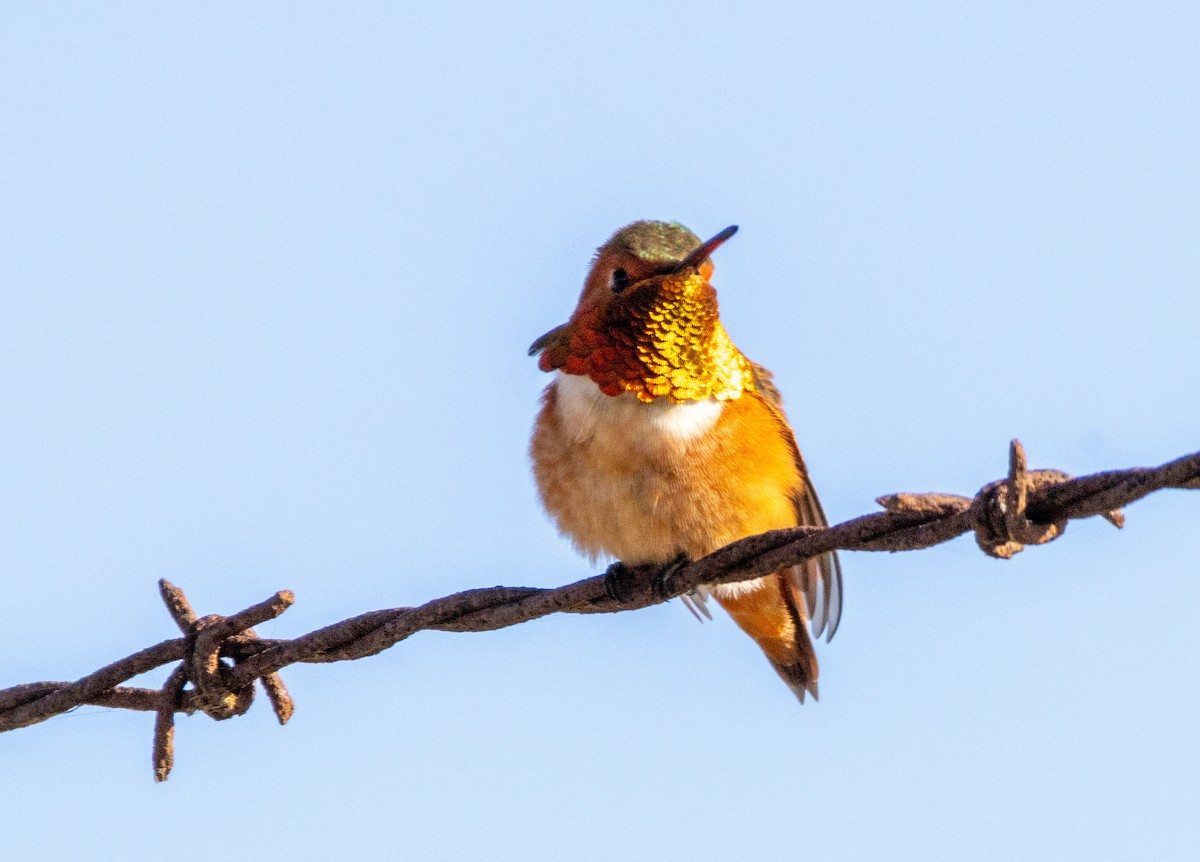 Колібрі-крихітка каліфорнійський - ML646384769