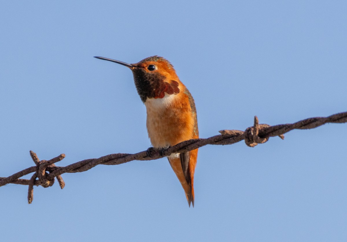 Колібрі-крихітка каліфорнійський - ML646384770