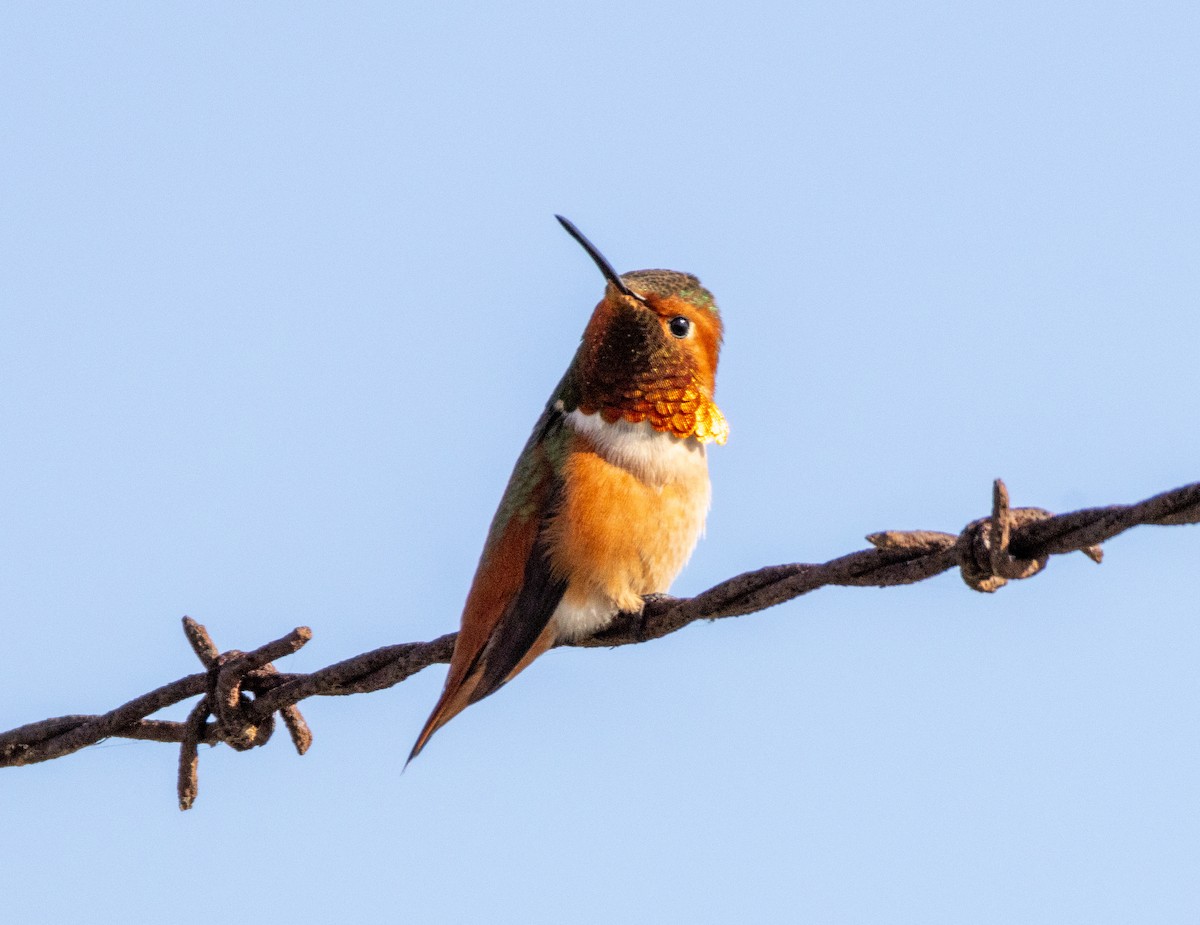 Колібрі-крихітка каліфорнійський - ML646384771