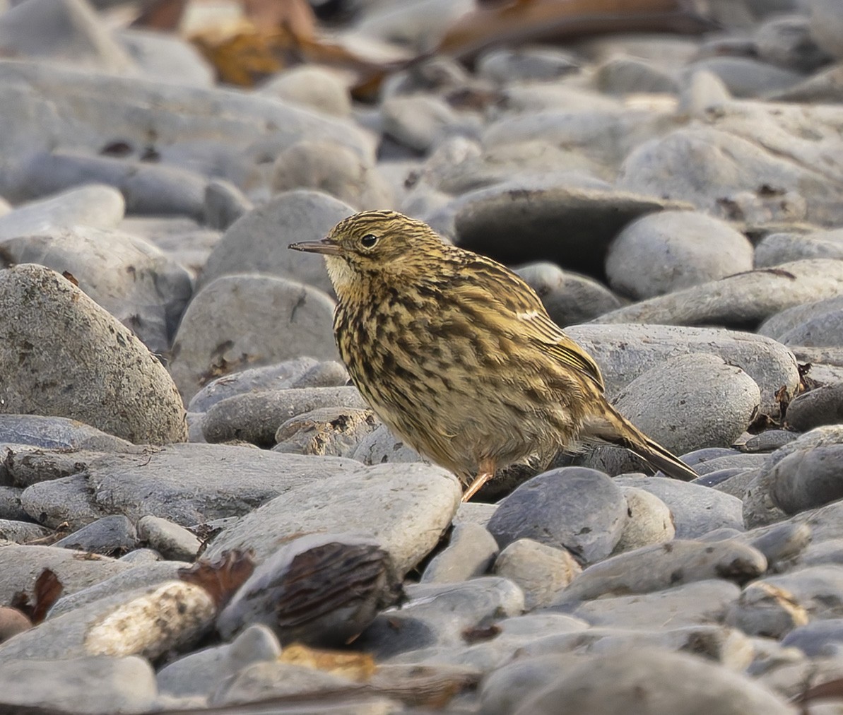 Щеврик антарктичний - ML646384774