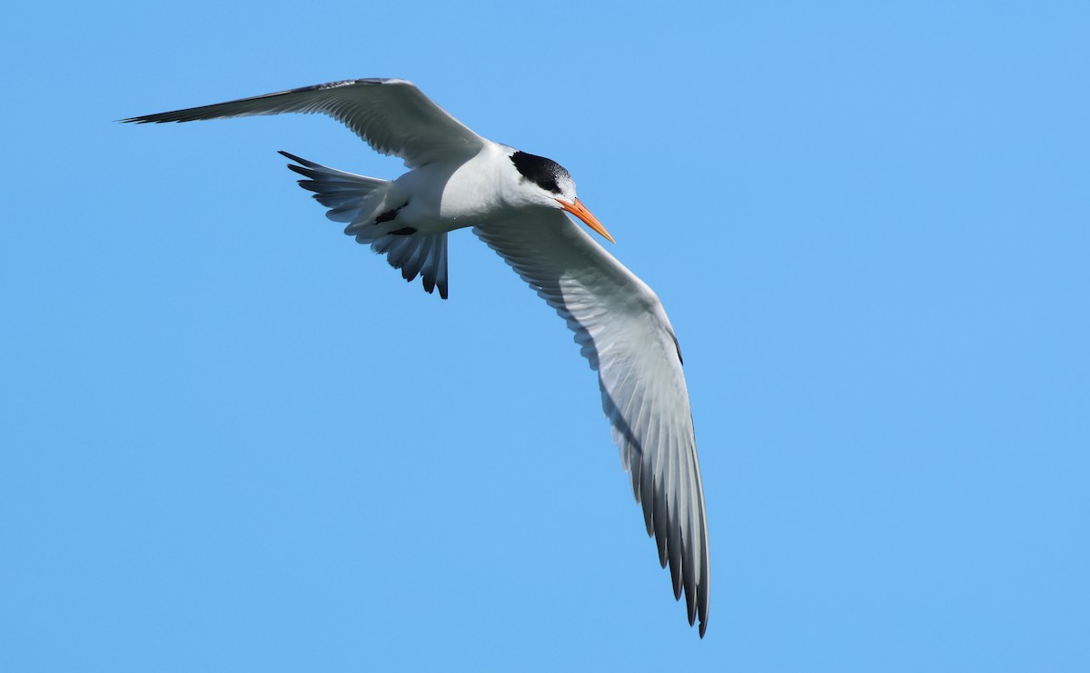 Крячок елегантний - ML646384775