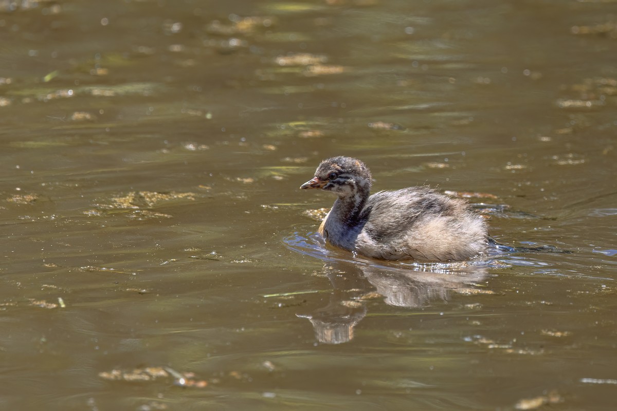 Пірникоза австралійська - ML646384777