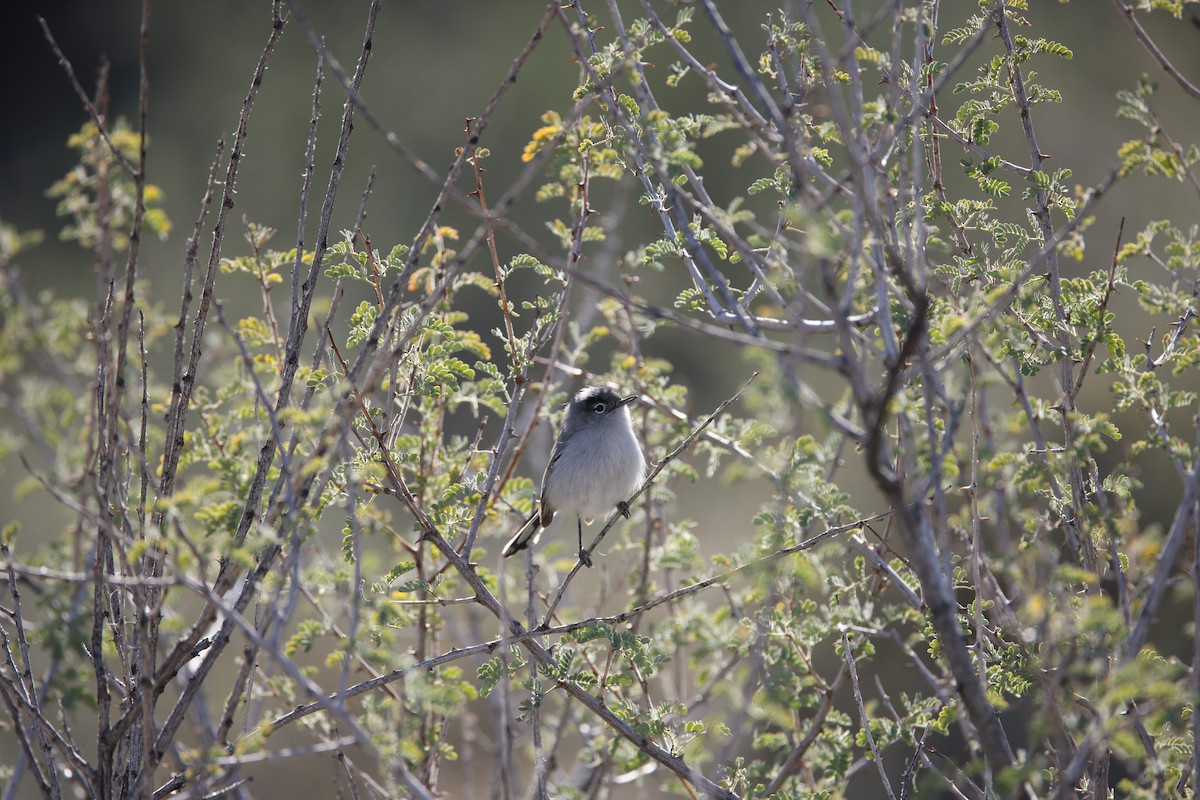 Комароловка чорнохвоста - ML646384778