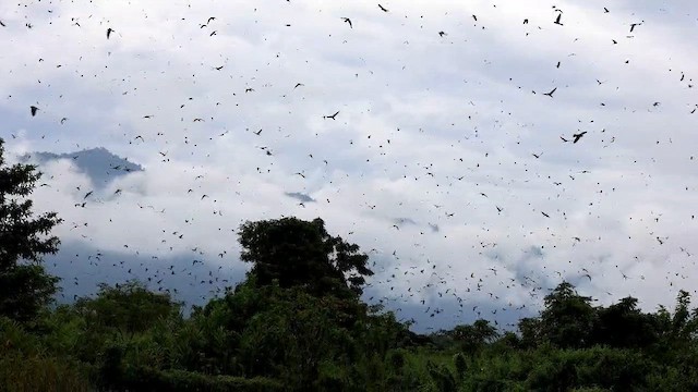 בז אמור - ML646384779