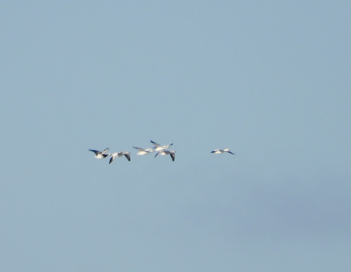 Snow Goose - ML646384780