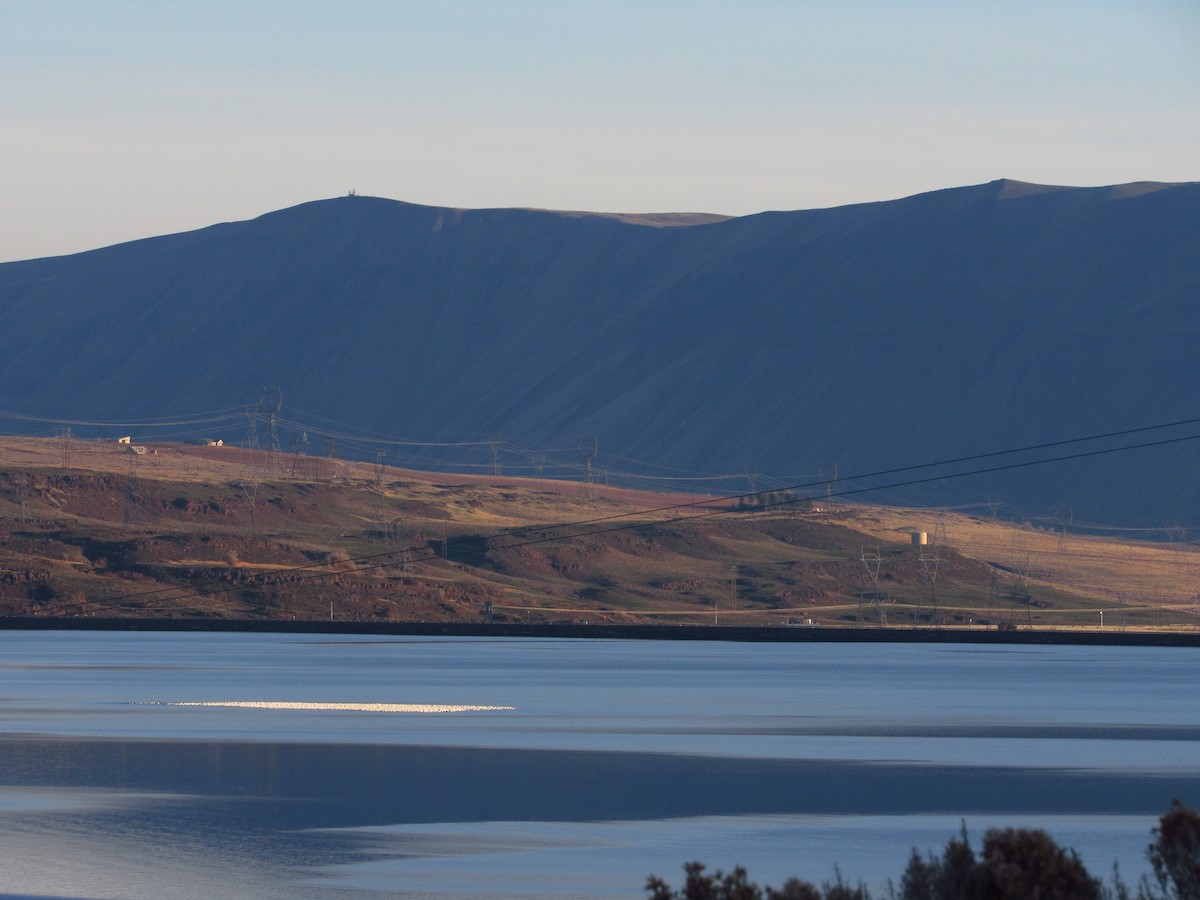 Гуска біла - ML646384781