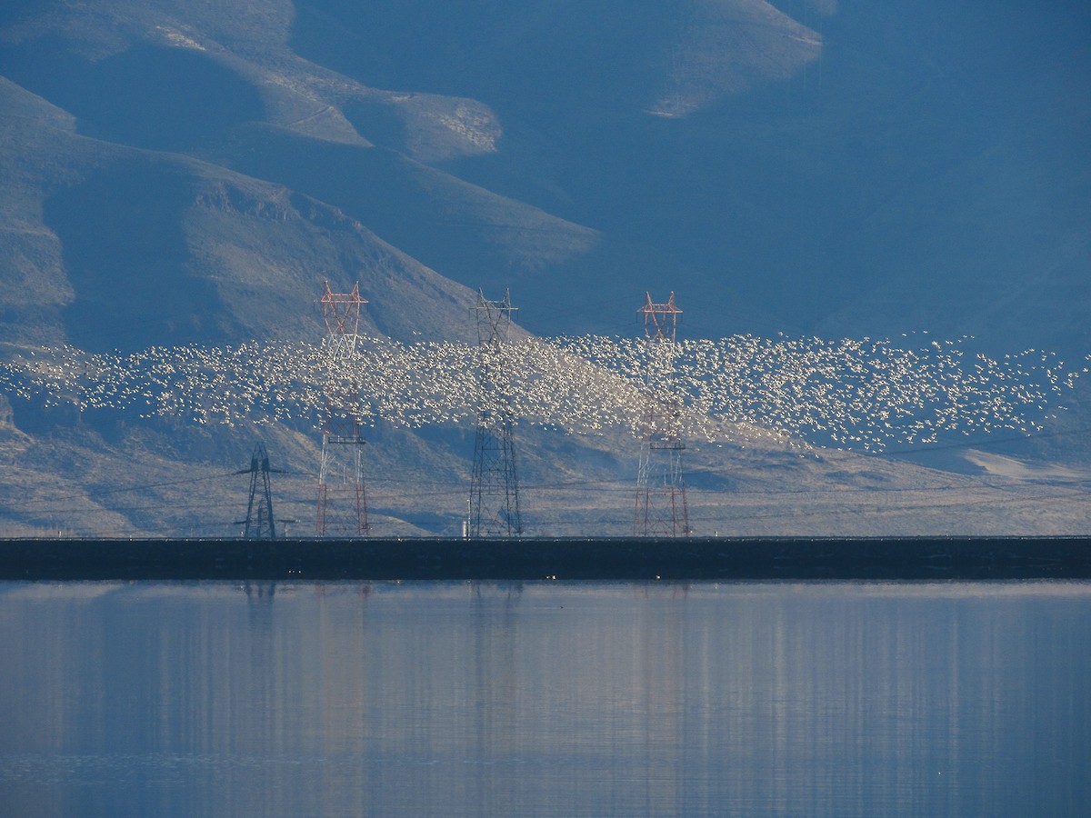 Гуска біла - ML646384782