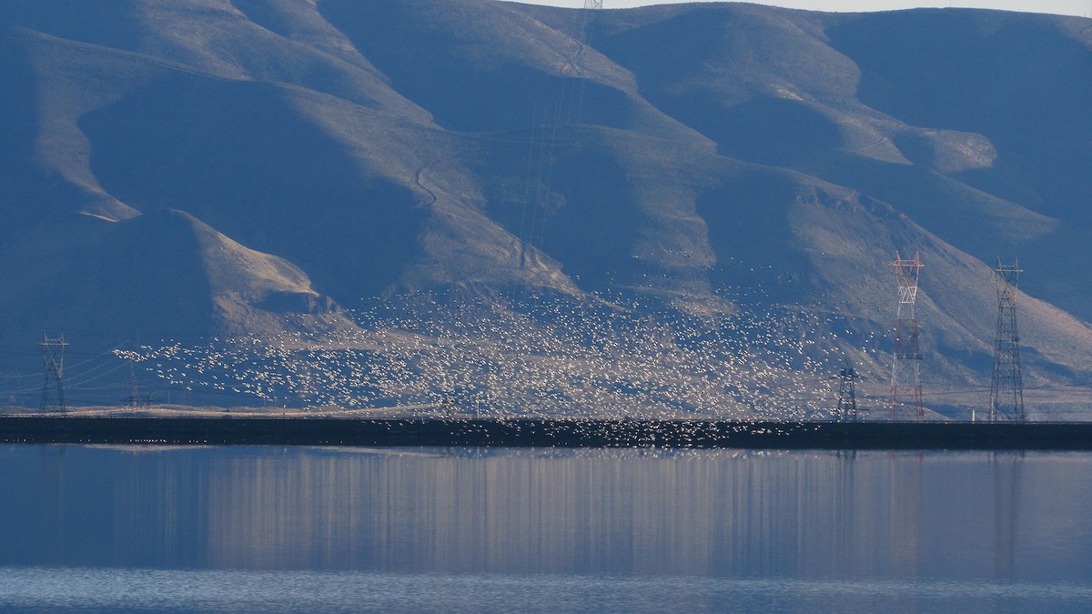 Гуска біла - ML646384783