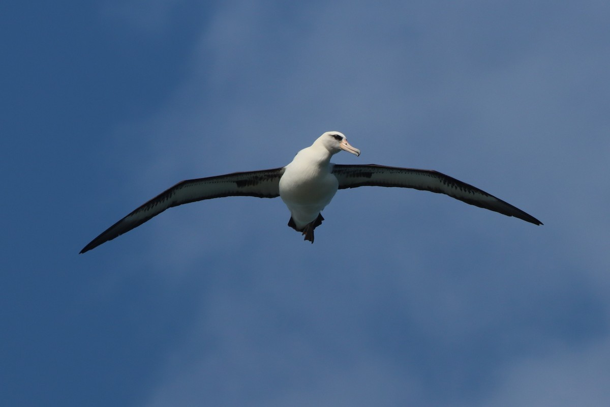 Альбатрос гавайський - ML646384784