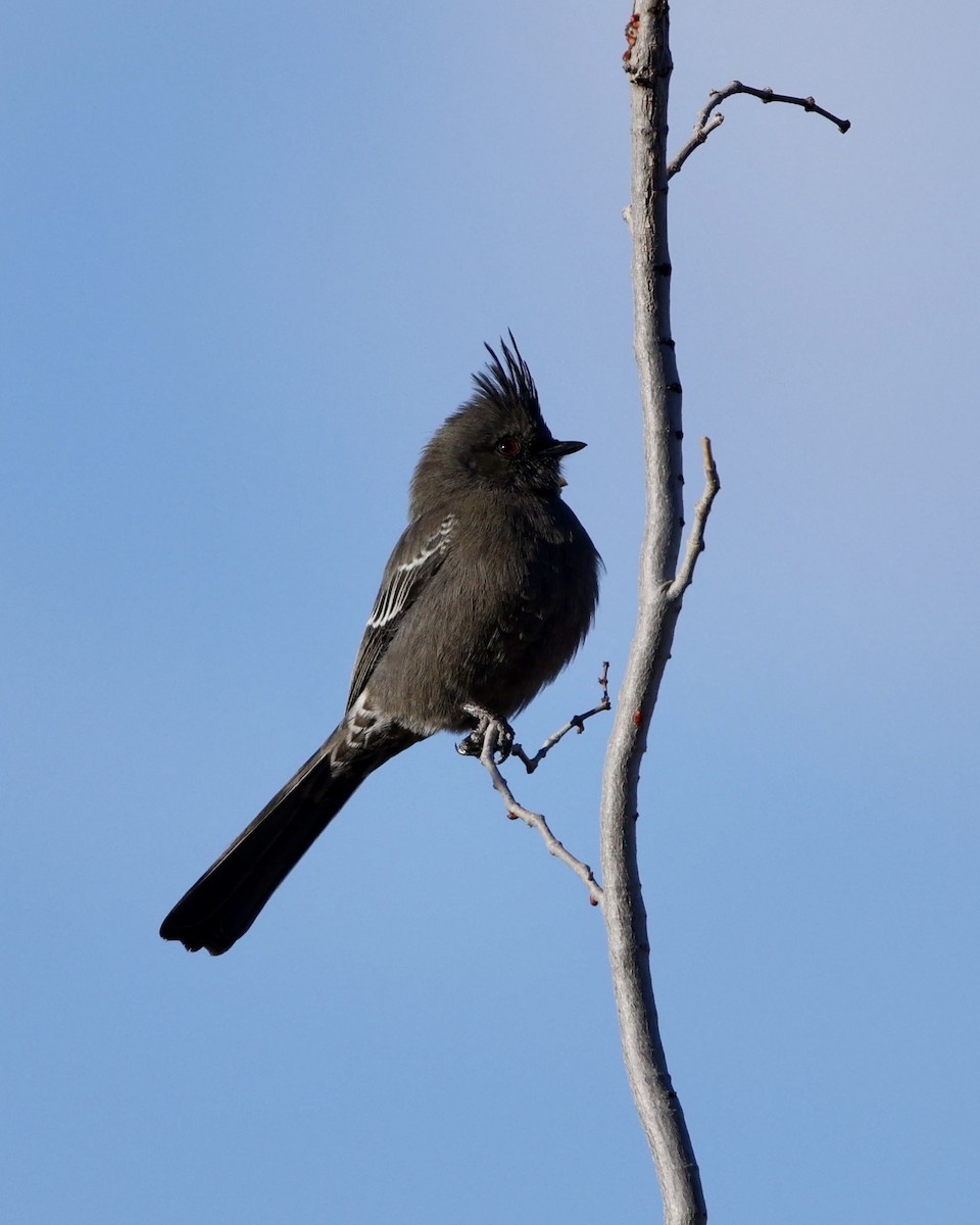 Чубак чорний - ML646384786