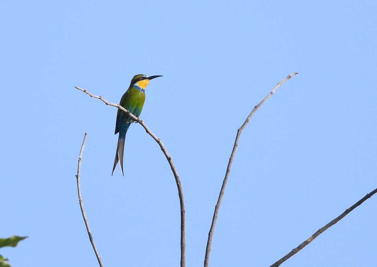 Бджолоїдка вилохвоста - ML646384787