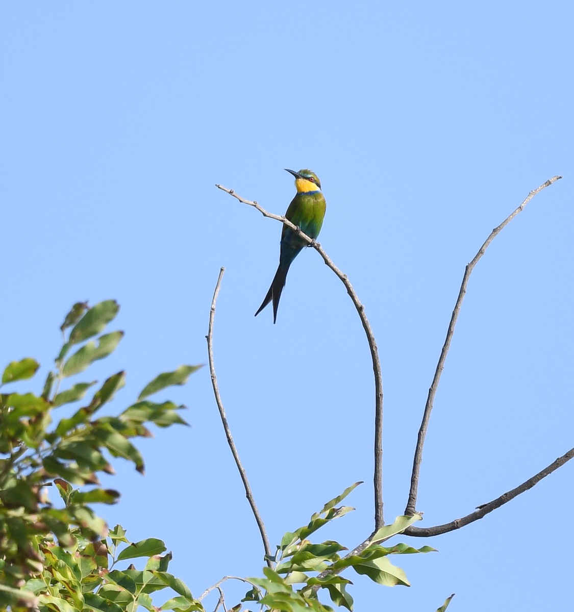 Бджолоїдка вилохвоста - ML646384788