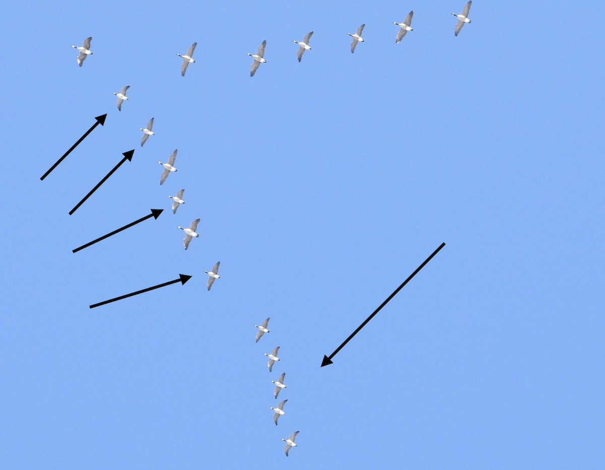 Cackling Goose - ML646384789