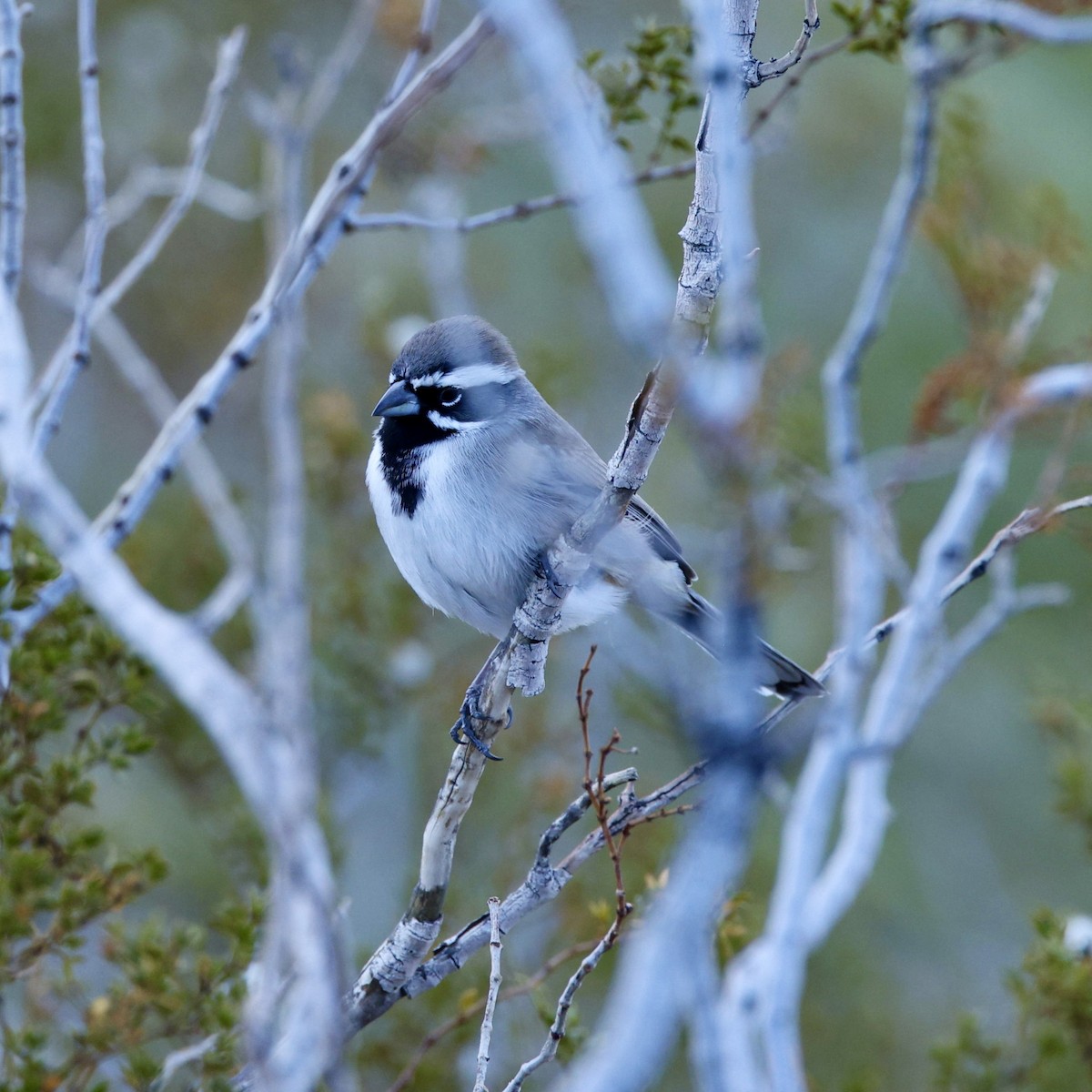 Ґоріон чорногорлий - ML646384790