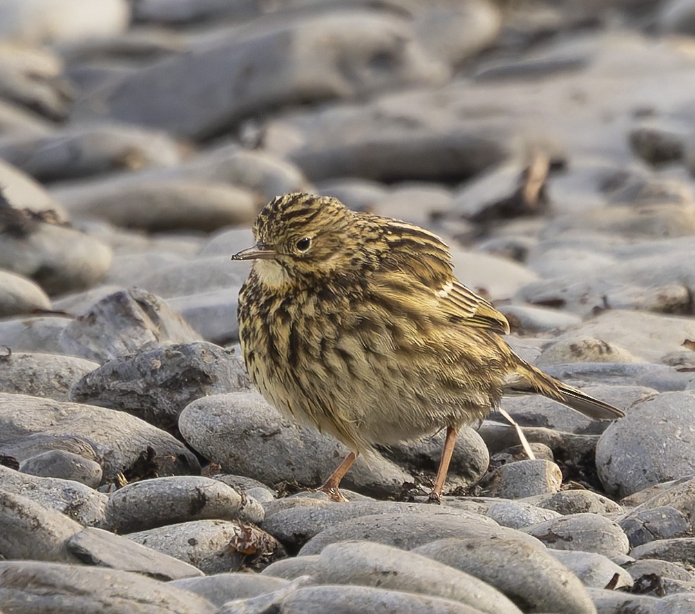 Щеврик антарктичний - ML646384791