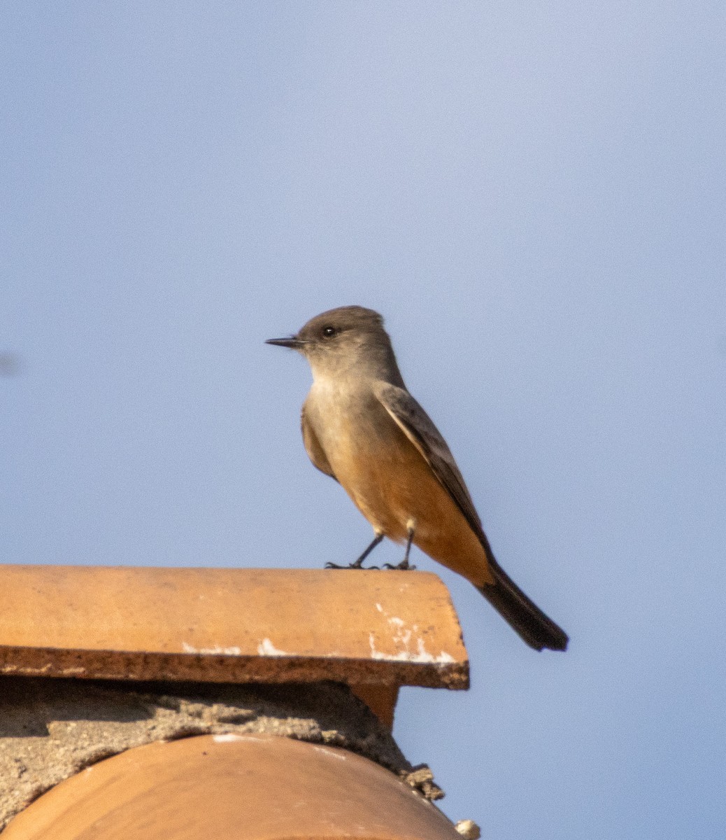 Феб великий - ML646384792