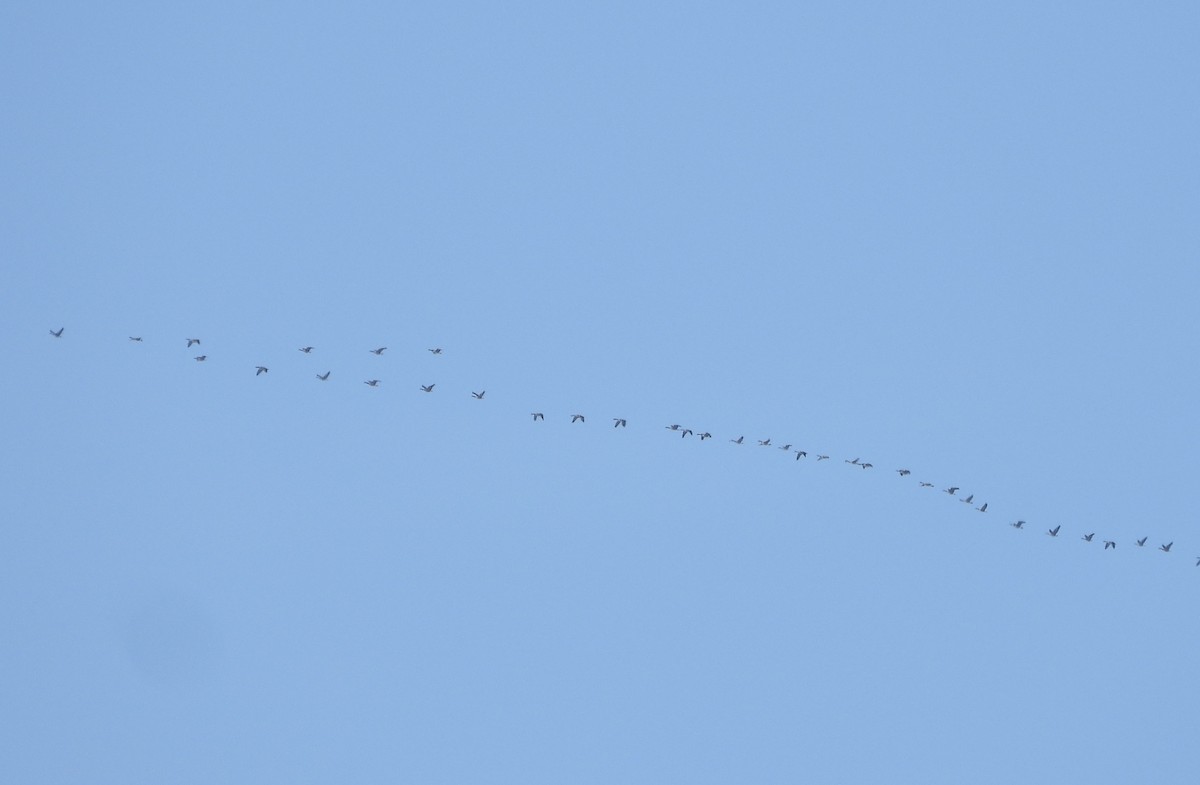 Казарка канадська - ML646384793