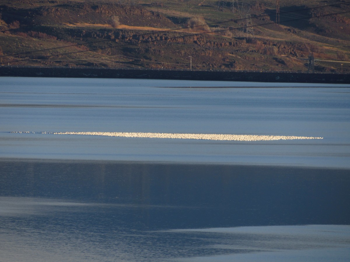 Гуска біла - ML646384794