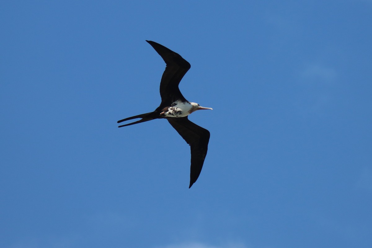 Фрегат тихоокеанський - ML646384796