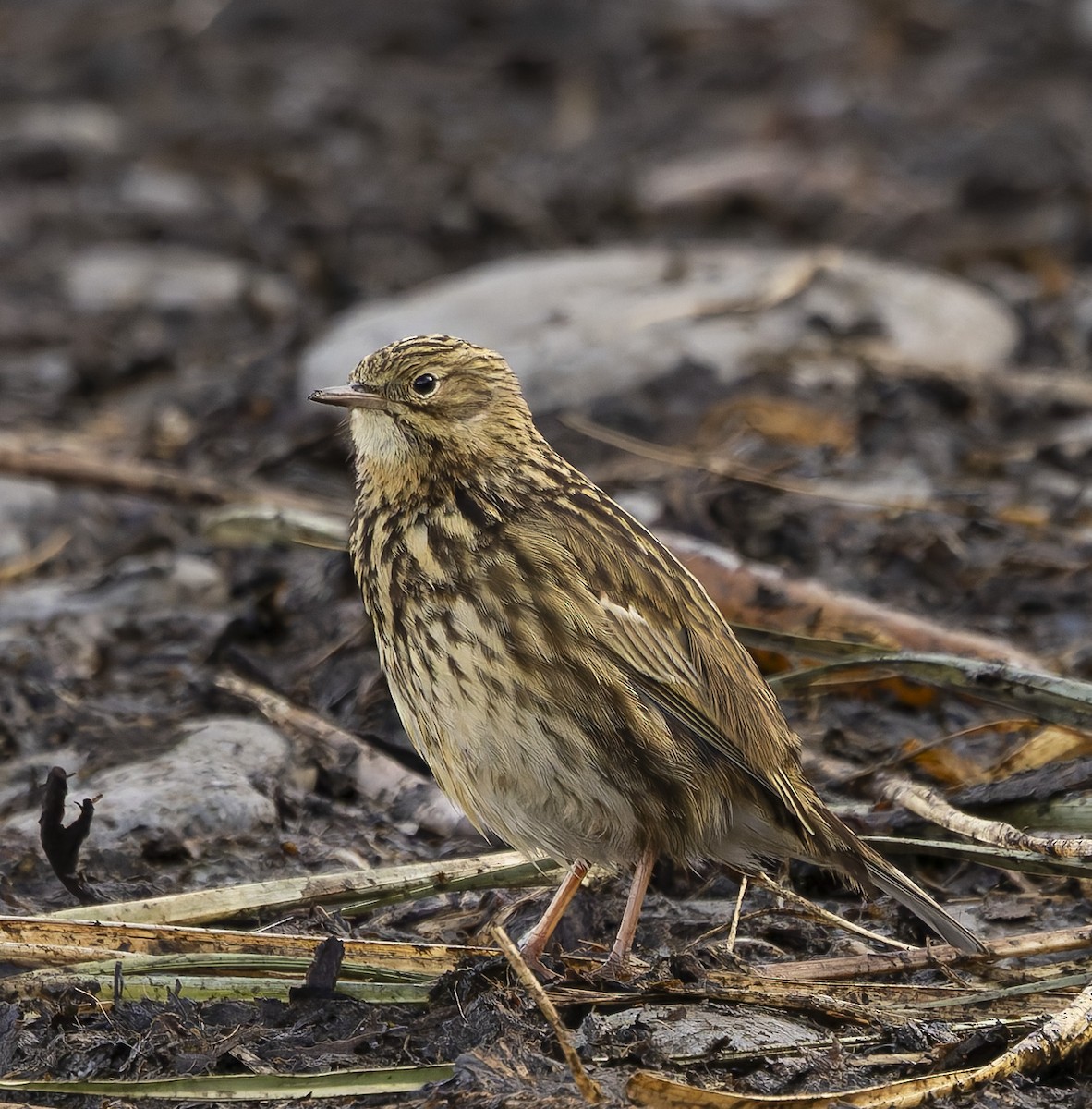 Щеврик антарктичний - ML646384798