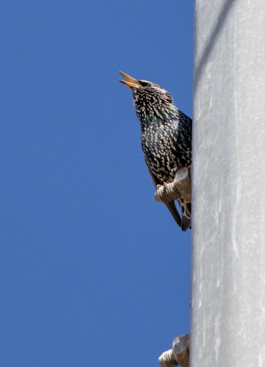 Шпак звичайний - ML646384799