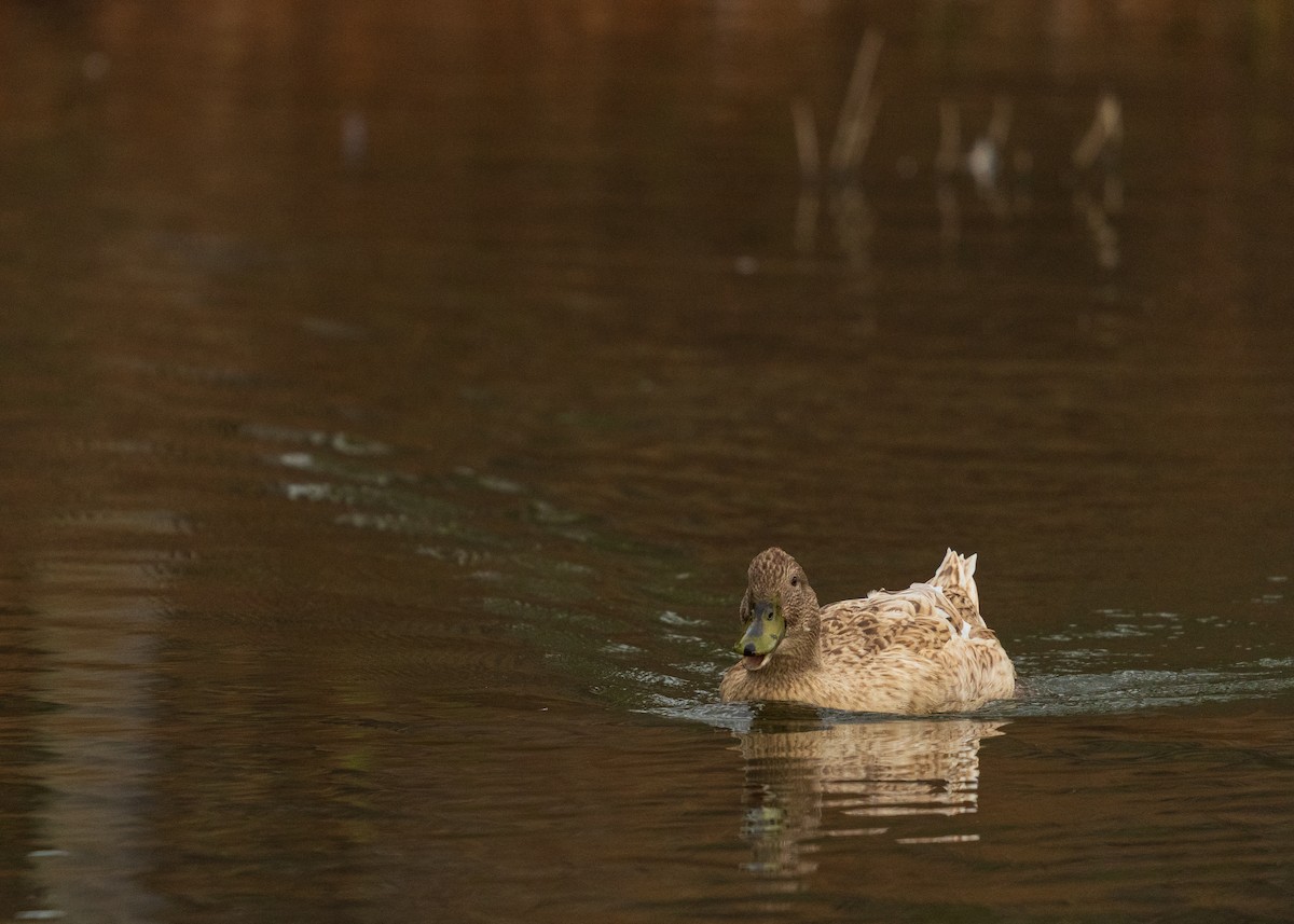 Крижень звичайний - ML646384800