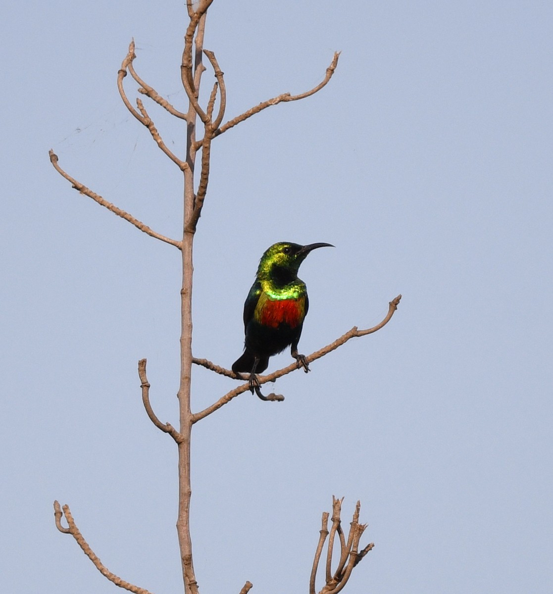 Маріка-ельф - ML646384802