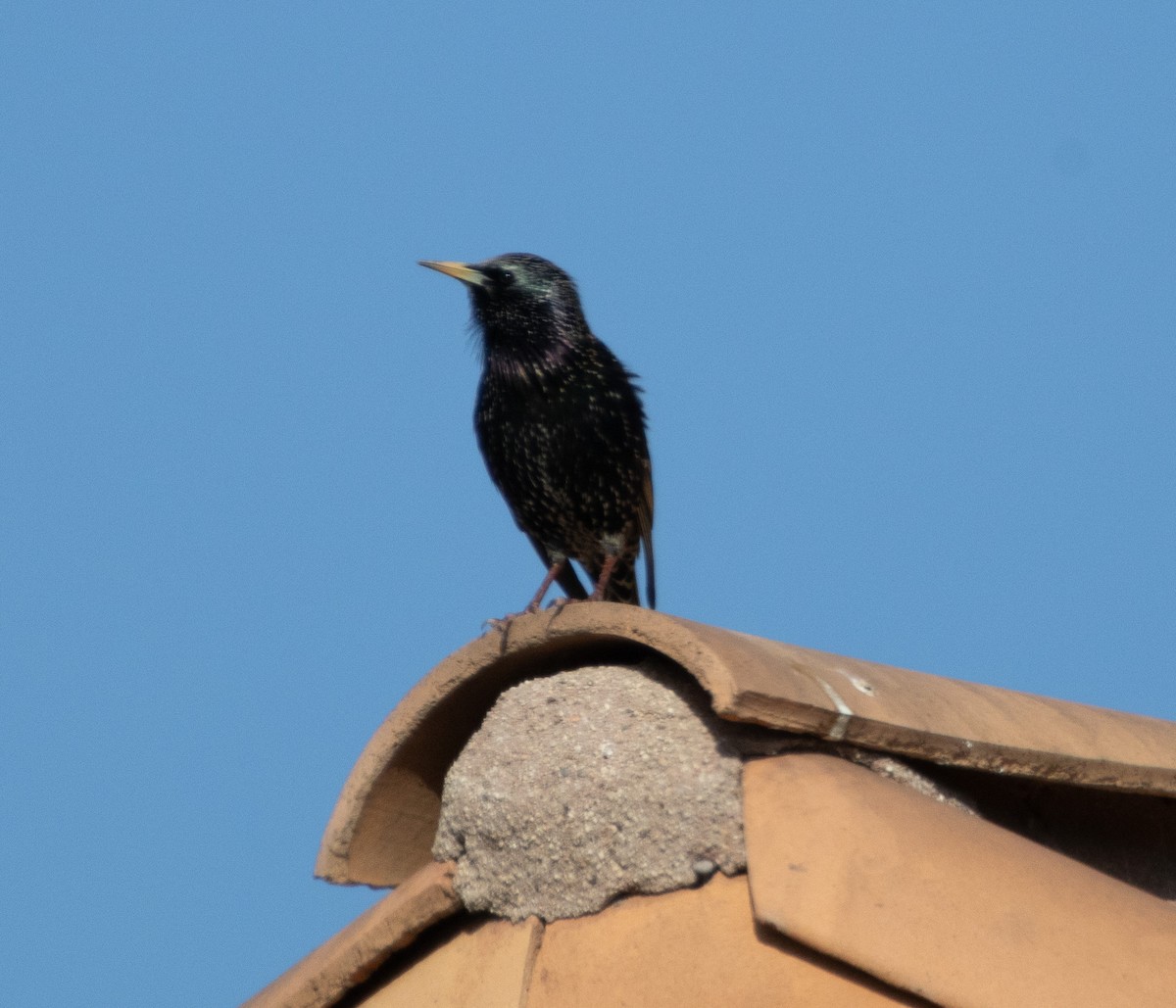 Шпак звичайний - ML646384803