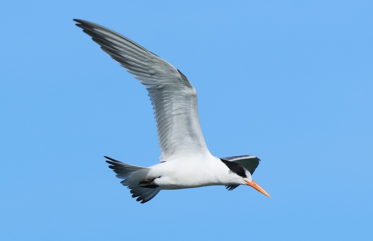 Elegant Tern - ML646384804