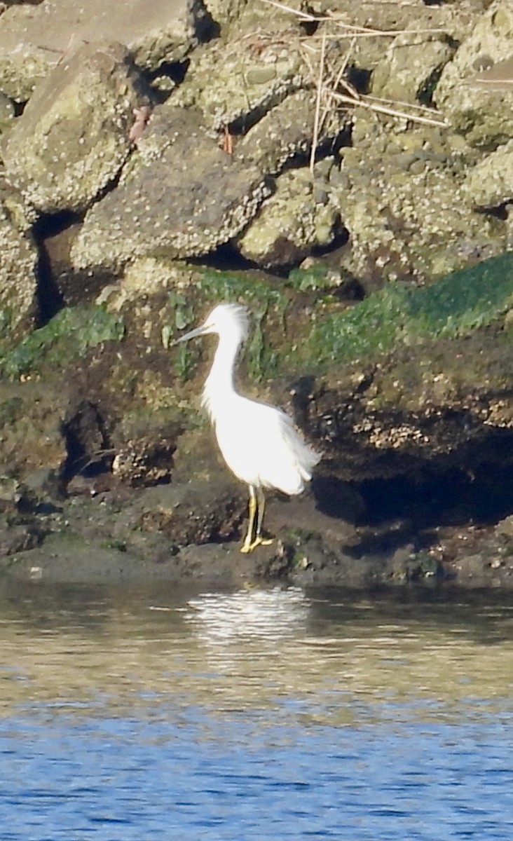 Snowy Egret - ML646384806