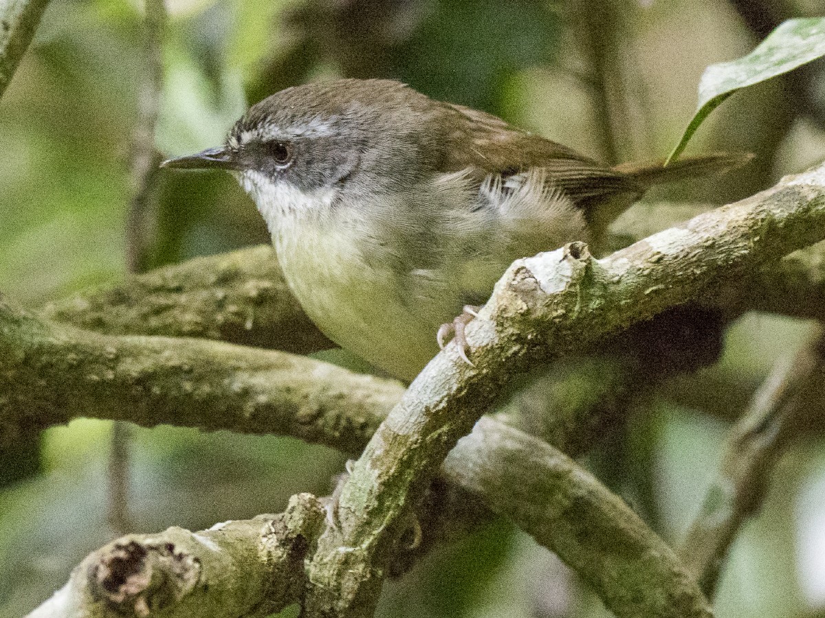 hvitbrynkrattsmett - ML646384807