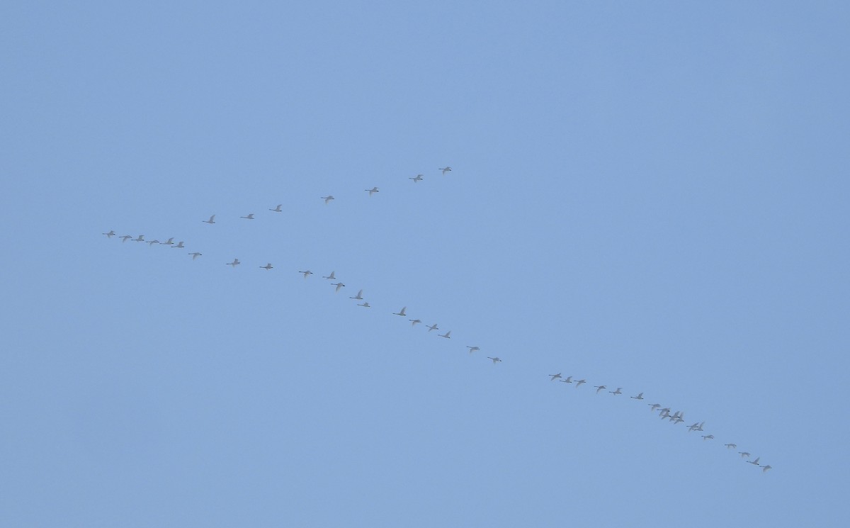 Tundra Swan - ML646384808