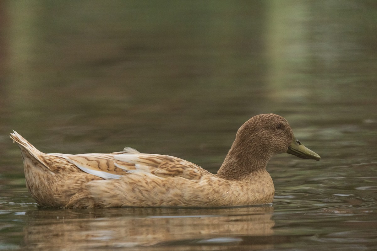 Canard colvert - ML646384813